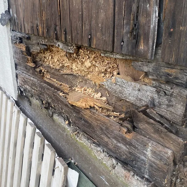 Råteskade i yttervegg med synlig nedbrutt treverk
